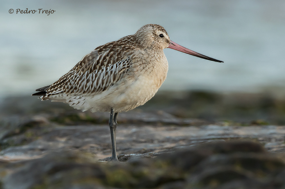 Aguja colipinta (Limosa lapponica)